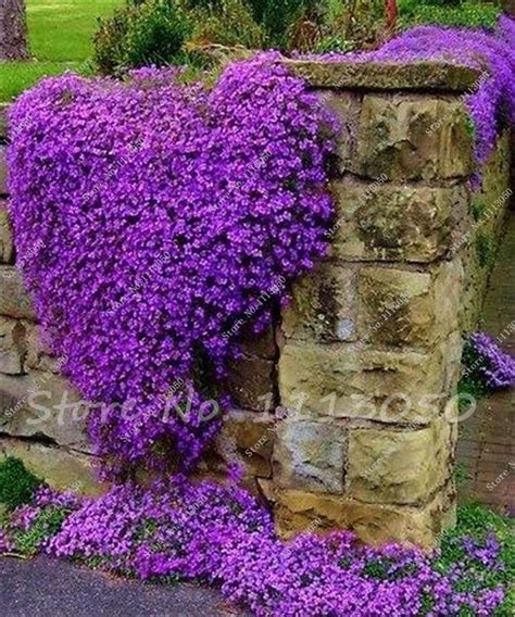Transform your dull lawn into a magical oasis with creeping thyme ground cover